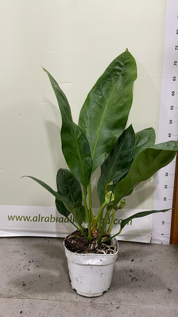 Aescheynanthus / Lipstick Plant (Clone)